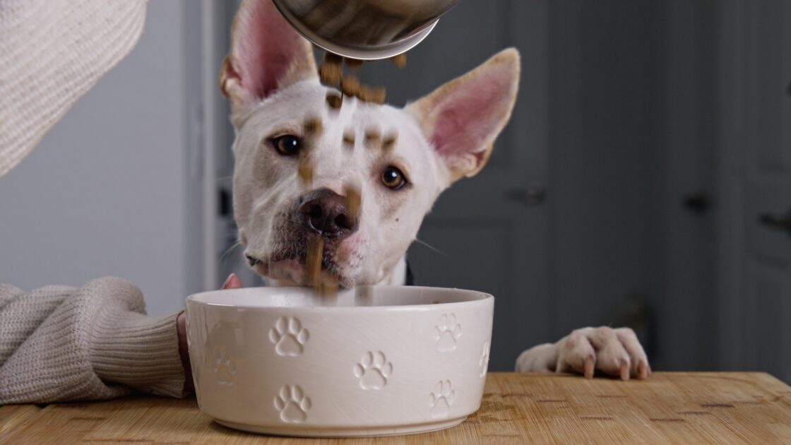 CUDDLY: Pet Food Launch